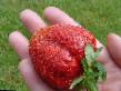 une fraise les espèces Gigantella Photo et les caractéristiques