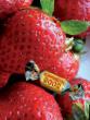Strawberry  Lizonka grade Photo