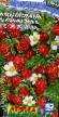 Lesní jahody druhy Mirazh  fotografie a charakteristiky