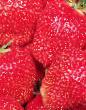 Lesní jahody druhy Vima Tarda fotografie a charakteristiky