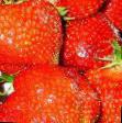 une fraise  Vikoda l'espèce Photo