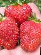 une fraise  Vima Ksima l'espèce Photo