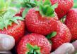 une fraise les espèces Kimberli Photo et les caractéristiques