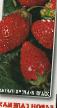 Strawberry varieties Baron Salemakher Photo and characteristics