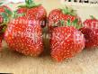 Lesní jahody  Dzhambo  druh fotografie