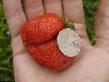 une fraise  Trubadur l'espèce Photo