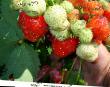 Φράουλες ποικιλίες Lord φωτογραφία και χαρακτηριστικά