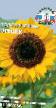 Sonnenblume Sorten Oreshek Foto und Merkmale
