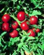 des tomates  Olga F1 l'espèce Photo