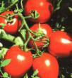 Los tomates variedades Suriya F1  Foto y características