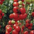 Los tomates variedades Medina F1  Foto y características