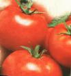 Los tomates  Tamerlan F1  variedad Foto