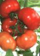 Los tomates  Ostozhenka F1  variedad Foto