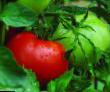 Tomater sorter Pablo F1 Fil och egenskaper