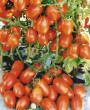 Los tomates variedades Korol rynka №II F1 Foto y características