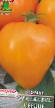 Los tomates variedades Oranzhevoe serdce  Foto y características