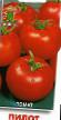Tomatoes  Pilot grade Photo