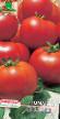 Los tomates  Plamya variedad Foto