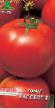 Tomatoes  Rassvet F1  grade Photo