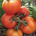 Los tomates  Katya F1 variedad Foto