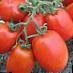Los tomates  Kubanec F1 variedad Foto