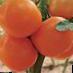 Los tomates variedades Dioranzh F1 Foto y características