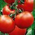 des tomates  Tajjfun F1 l'espèce Photo