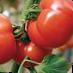 Los tomates  Liperkus F1 variedad Foto