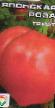 des tomates  Yaponskaya roza l'espèce Photo