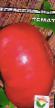 tomaatit  Khlebosolnye laji kuva