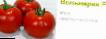 Los tomates  Volverin F1 (Singenta) variedad Foto