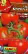Tomatoes  Minin F1 grade Photo