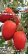 Los tomates  Imperatrica F1 variedad Foto