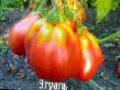Los tomates  Ehtual variedad Foto