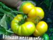 Tomatoes  Bolshaya zheltaya zebra grade Photo