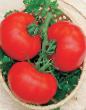 Los tomates  Red Manul F1 variedad Foto