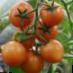Los tomates  Forte Oranzh F1 variedad Foto
