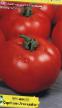 Los tomates variedades Vasilevna F1 Foto y características