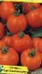 Los tomates  Auriga variedad Foto