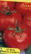Los tomates  Vityaz variedad Foto