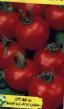 Los tomates  Kalinka variedad Foto