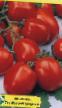 Los tomates  Maryushka  variedad Foto