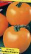 Tomatoes  Ruslan grade Photo