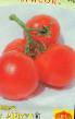 I pomodori le sorte Aist f1 foto e caratteristiche