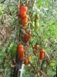 des tomates  Krasavchik F1 l'espèce Photo