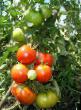 des tomates les espèces Vostorg Photo et les caractéristiques