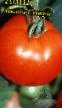 Los tomates  Zvezda Severa variedad Foto