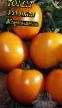 des tomates  Zolotaya Karamel l'espèce Photo