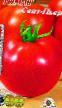 Tomatoes varieties Sent-Per Photo and characteristics