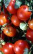 Los tomates variedades Tambovskijj Urozhajjnyjj Foto y características